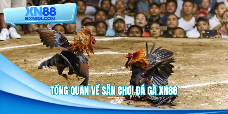 Tổng quan về sân chơi đá gà XN88